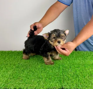 Yorkshire Terrier - Zonky