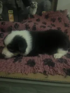 Border Collie - Tricolor Szuka