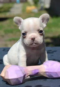 French Bulldog - Elke