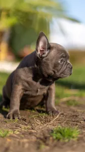 Francia bulldog - Elena