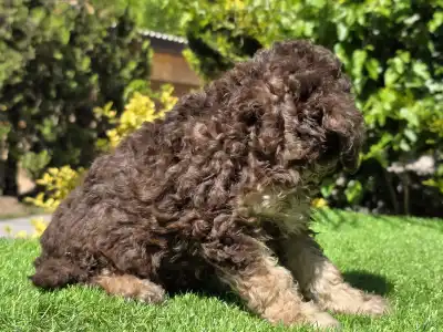 Cavapoo - Fedra