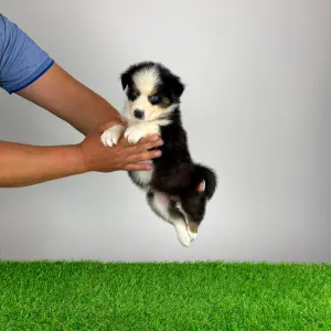 Australian Shepherd - Guru