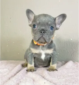 French Bulldog - Naomi