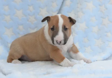 Miniatűr bullterrier - Neil