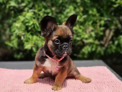 French Bulldog - Fagyi