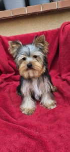 Yorkshire Terrier - Uranus (adult Weight 2,8-3kg)