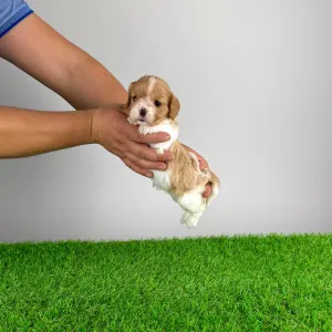 Кавалер кинг-чарльз-спаниель - Dina