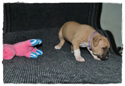 Amerikanischer Staffordshire Terrier - Gelatelli Sorbet