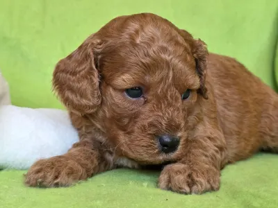 Cavapoo - Jonathan