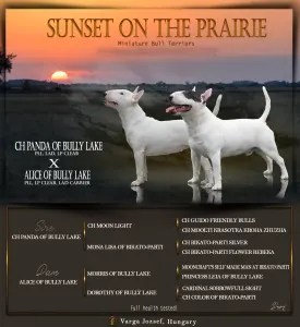 Miniatűr bullterrier - Sunset On The Prairie Dybala