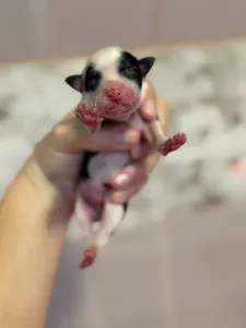 Chinese Crested Dog - Powder Panda Boy