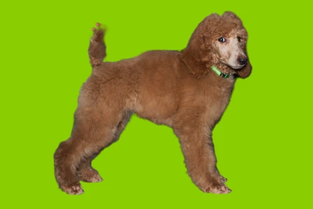 Óriás uszkár - Jameson Pride