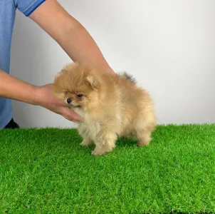 Poméranien - Quanto