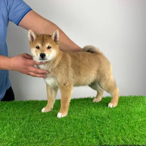 Shiba Inu - Leni