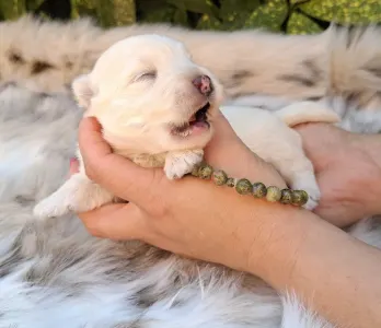 West Highland White Terrier - Buddy