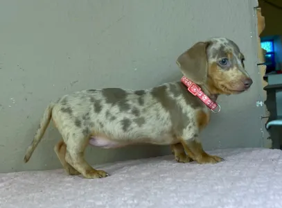 Dachshund - Emily
