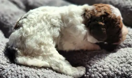 Lagotto Romanjolo - Toto
