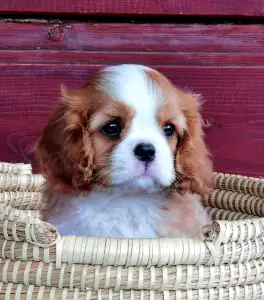 Cavalier King Charles Spaniel - Dylan 