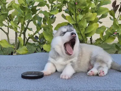 Szibériai husky - Black Boy