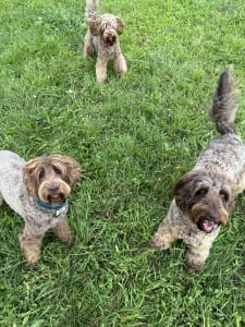 Лабрадудль - Derton Australian Labradoodle 