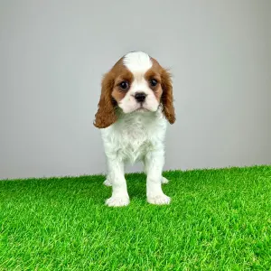 Cavalier King Charles Spaniel - Lisana