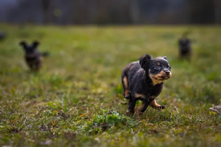 Russian Toy Terrier - Coco Chanel