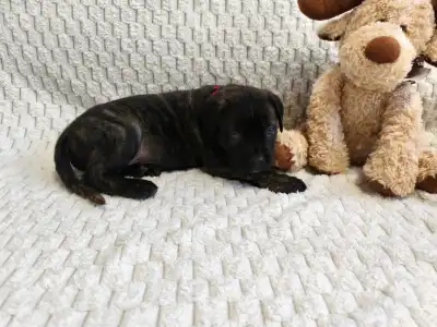 Cane Corso - Forza Di Diavolo Enzo