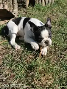 Boston terier - Babett