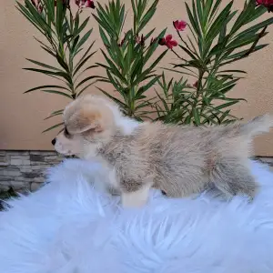 Welsh Corgi Pembroke - Calvin