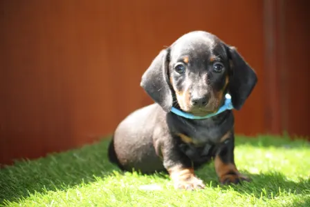 Dachshund - Oscar