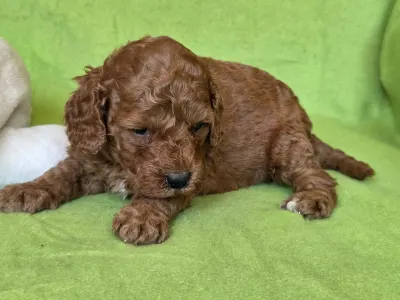 Cavapoo - Curlyjack