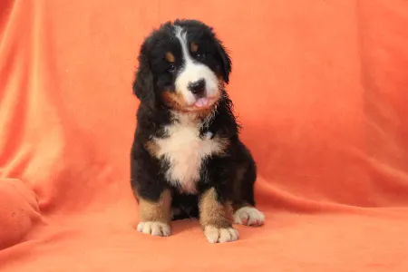 Ciobanesc de Bernese - Eddie