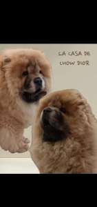 Chow Chow - La Casa De Chow Dior 