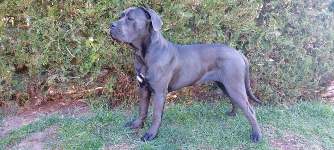 Cane Corso - Caesar’s Guardians