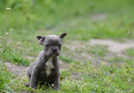 French Bulldog - Málna
