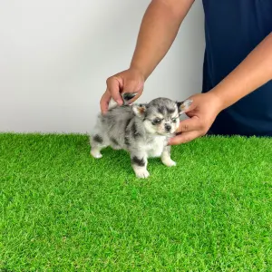 Chihuahua - Lindsay