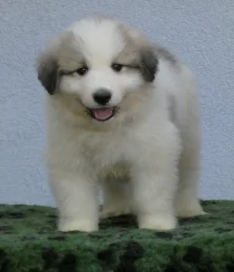 Pyrenean Mountain Dog - Candybelldream El Bundy