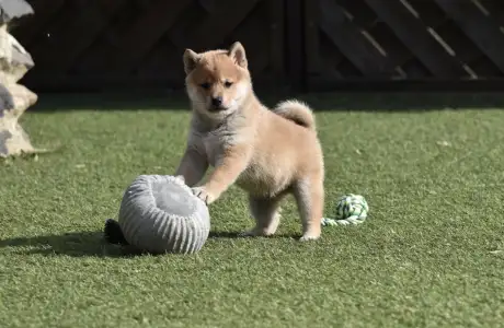 Shiba Inu - Benji