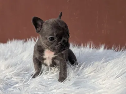 Bouledogue français - Selena