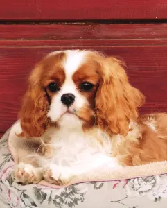 Cavalier King Charles spániel - Arisa Harmony Of Life 