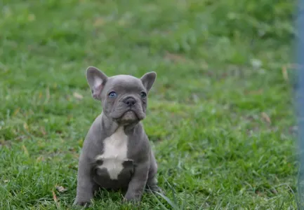 Bouledogue français - Milady