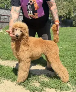 Poodle Standard - Jet’aime Charm