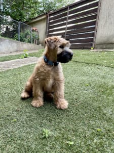 Soft coated wheaten terrier - Elemér