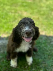 Lagotto Romanjolo - Aky