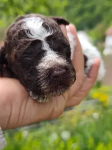 Romagna Water Dog - D-the Royal Town Of Bobovac