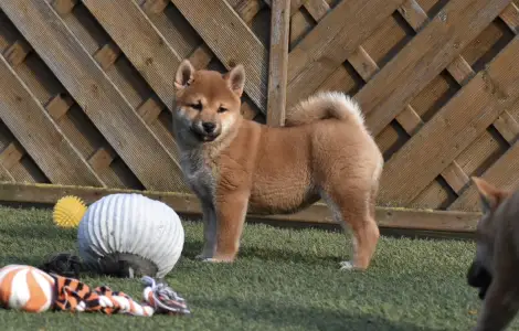 Shiba - Bravados Chiyuki