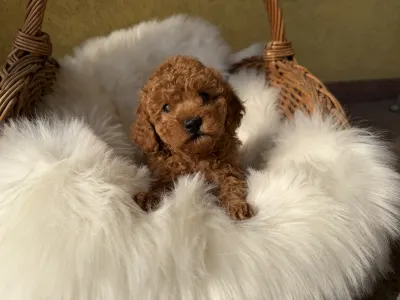 Trpasličí pudl - Goofy