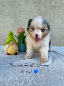 Australian Shepherd - Honour For The Brave Morris