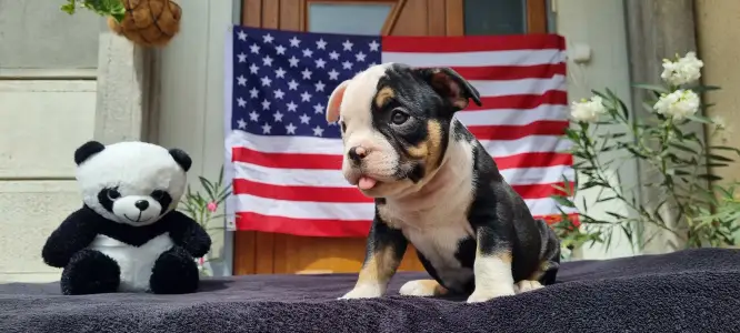 American Bully - Pocket - Malekith