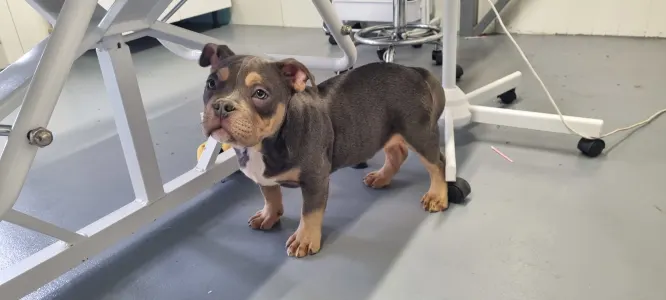 American Bully - Pocket - Malekith